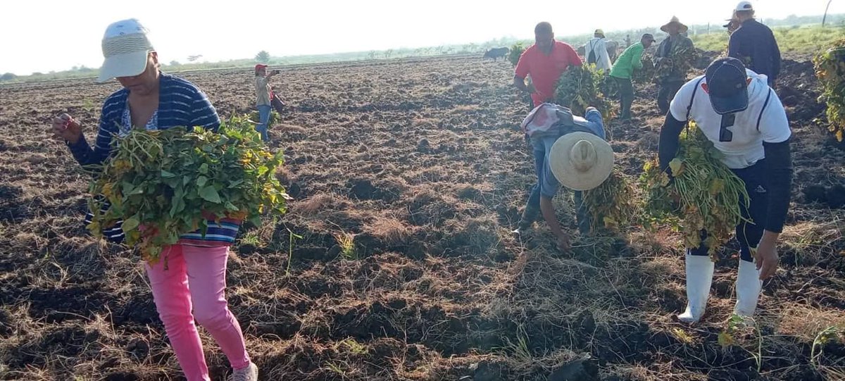 MichelCarlosSa2's tweet photo. Domingo en el Campo en #Bayamo, aporte concreto a la producción de alimentos, los Bayameses ponemos manos a la obra.

#CubaNoSeRinde
#BayamoEn26 https://t.co/ONSIeZeI7R