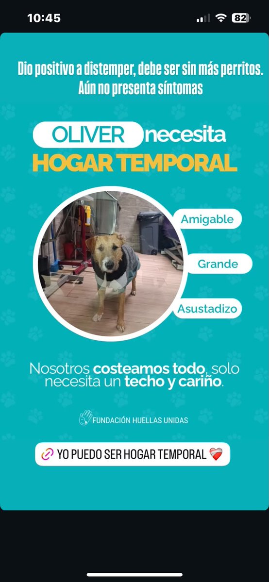 RobertoMerken's tweet photo. 🔴 En IG: @fundacion.huellasunidas

Hay muchos rescatados que necesitan de un hogar. https://t.co/xlKCHshfPv