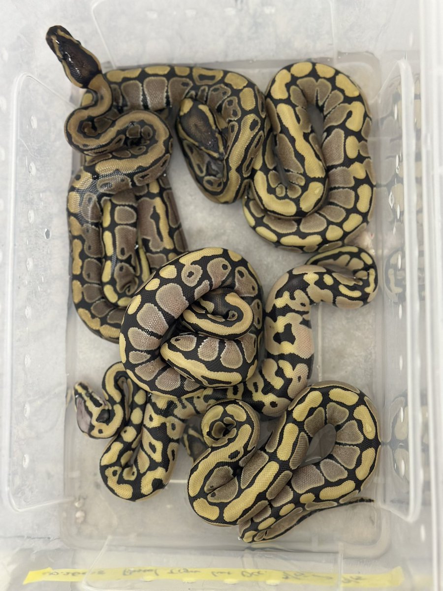 lilballs0905's tweet photo. No. Lil26008
Patel Tiger het DG (BP LINE)
(Orange) DG (BP LINE)
6 Balls
#ボールパイソン
#LilCB https://t.co/tZ4wuULcJ3