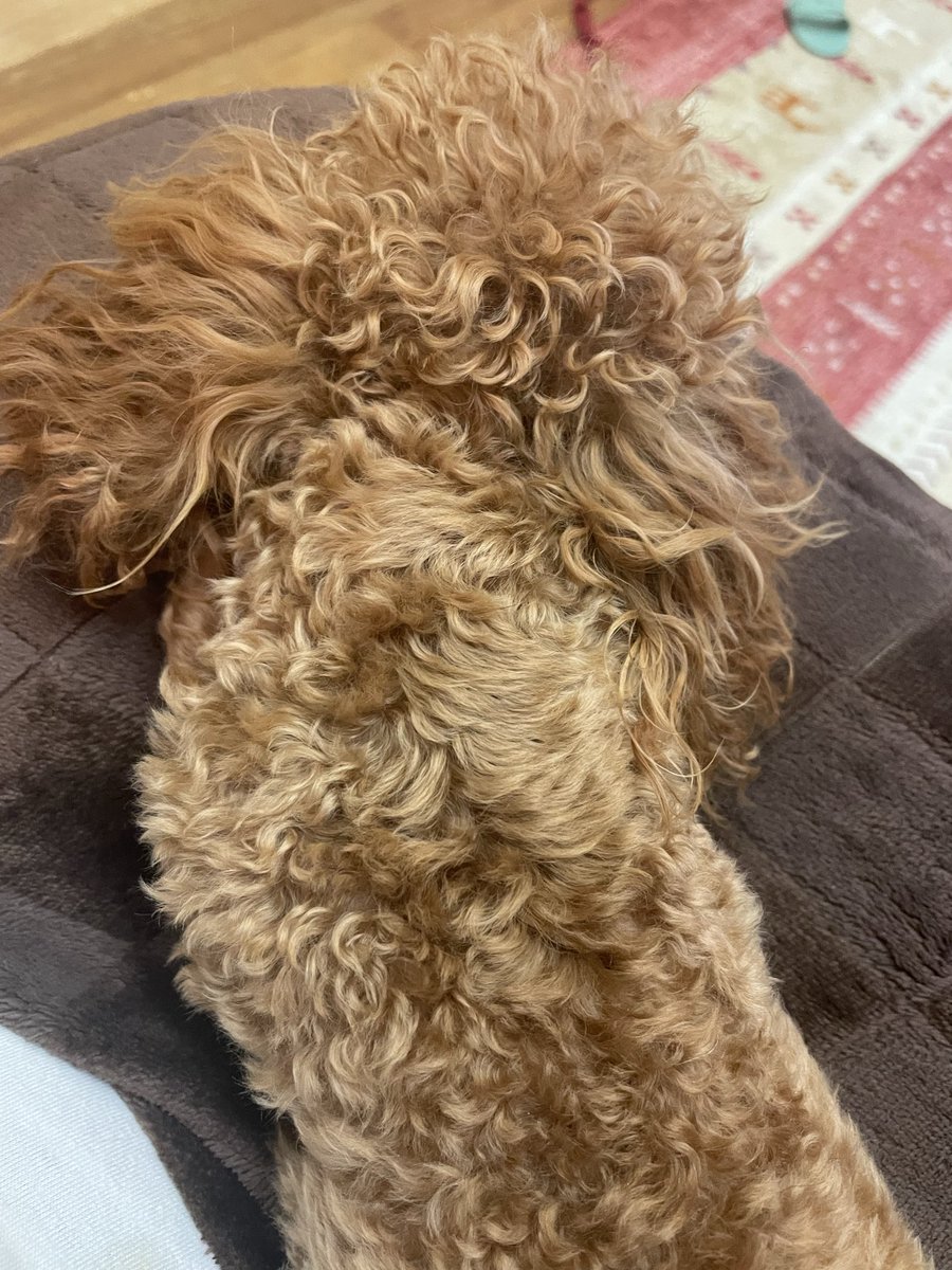 KOTSUA7's tweet photo. この後ろ姿大好き💕
#犬好きさんとつながりたい
#トイプードル https://t.co/g6SNra6WuI