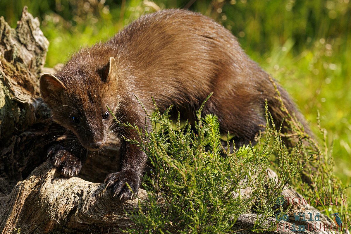 gowildedinburgh's tweet photo. I spent the  last week or so in tayside, moray &amp; aviemore areas with the camera!

Overall highlight of the week was seeing the pine martens, in daylight, on Tuesday, at the Pine Marten Hide in Moray.

#pinemarten #scottishwildlife https://t.co/TsneDD5ABB
