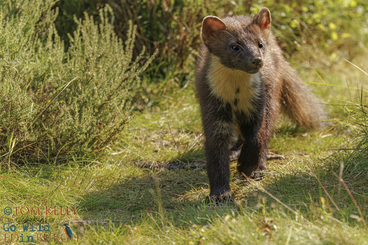 gowildedinburgh's tweet photo. I spent the  last week or so in tayside, moray &amp; aviemore areas with the camera!

Overall highlight of the week was seeing the pine martens, in daylight, on Tuesday, at the Pine Marten Hide in Moray.

#pinemarten #scottishwildlife https://t.co/TsneDD5ABB