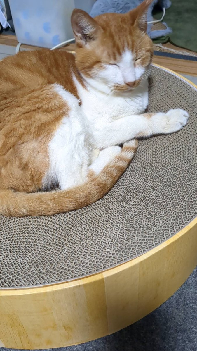 komarug's tweet photo. 金土は東京出張。
土曜日夜はかなり頭痛と吐き気で。なかなか寝付けず眠剤服用し何とか睡眠を摂れました。
（熱中症やったか）
夕方東京から戻り、すぐに妻の車納車やったので付き添いで。
帰宅後仮眠し公園の猫達にご飯やりへ。
シャワー浴びてようやく落ち着きまさした。
やはり家が落ち着きますね。 https://t.co/1etpg8EO6M