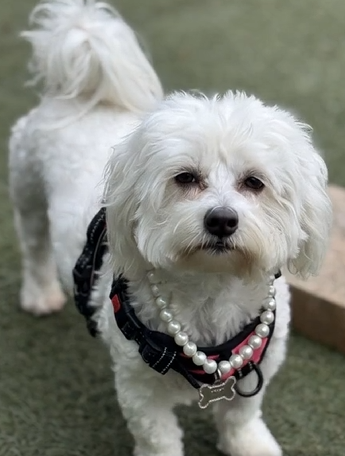 Adolf_Nigler7's tweet photo. @mayemusk Hi please name this dog https://t.co/svyYj4FpDv