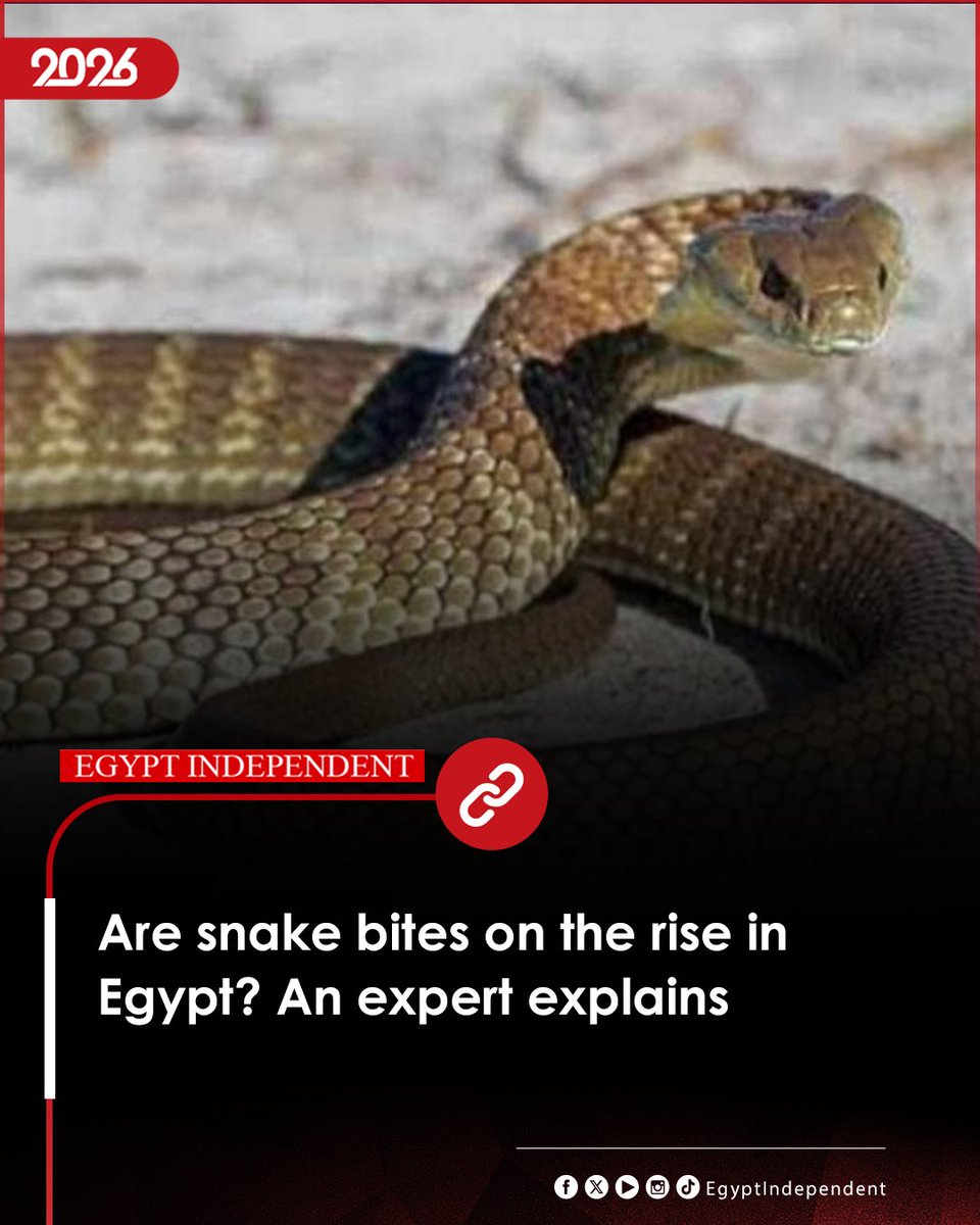 EgyIndependent's tweet photo. #AMAY | Are snake bites on the rise in Egypt? An expert explains
#EgyptIndependent
https://t.co/RbVSBhSdSC https://t.co/7Ljp6DHhQn