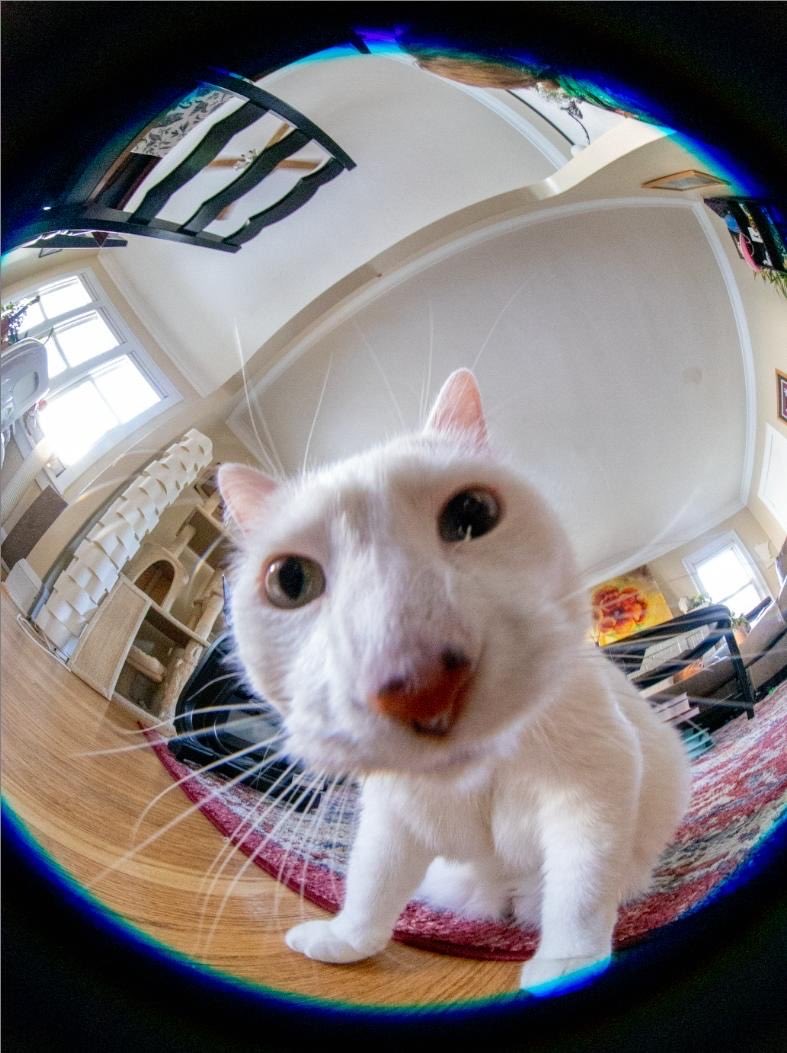 dayglowraven's tweet photo. friend got a fisheye lens and used it to take some absolutely incredible pics of buttercream and peppercorn yesterday https://t.co/iZTFZK7HJQ