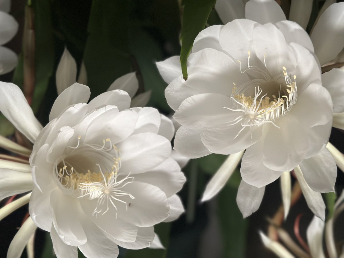 Magallanica_7's tweet photo. 旅行帰ってきたら月下美人の残りの花が咲きそうだったんでまたラプス回してみた📹
花数多いとすごい迫力🌸 https://t.co/ZbsLN60fhh