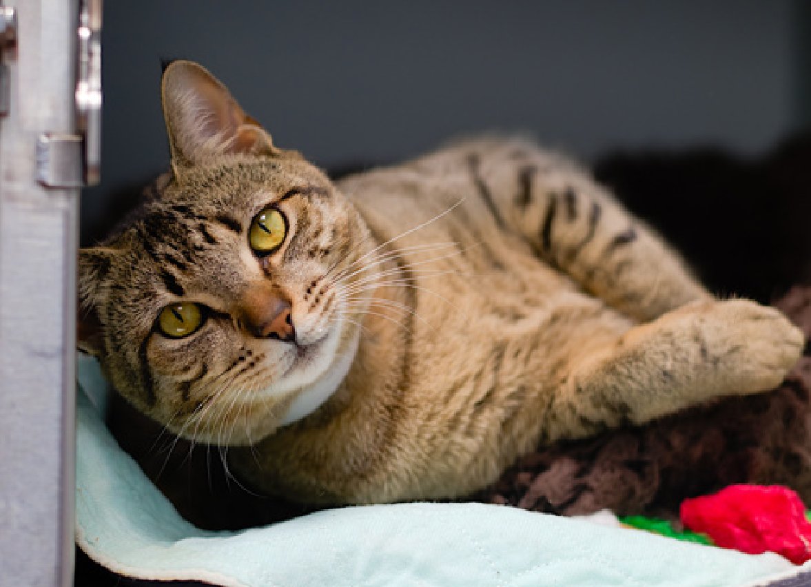 JLthekid9999's tweet photo. 🆘🆘 ASTRID (ID 254683), 1 YO, FEMALE –  IN QUEENS ACC - came into the shelter as a stray on 5/16/2026.    🆘🆘 😿 😿 😿 😿

➡️TBD 7/21/26

➡️ NEW HOPE PARTNER RESCUE ONLY

➡️ ONLY A BABY – JUST BEGINNING LIFE

➡️ TOO LOW ON PLEDGES TO STIMULATE RESCUE INTEREST

➡️➡️🆘🆘 5TH  Chance on Emergency Placement List – BEYOND URGENT -  NO ROOM IN SHELTER – WILL NOT BE GIVEN MUCH MORE TIME – VERY HIGH EU/SILENT KILL RISK – 🆘🆘 😱🔥🔥😱

➡️ 64 DAYS IN SHELTER – TOO LONG – TIME IS RUNNING OUT

➡️ ASTRID IS ON THE EPL FOR BEHAVIORAL REASONS -She is not thriving in the care center and continues to display challenging behavior during interactions. She is extremely intelligent, highly social, and needs to expend energy constructively with interactive play sessions 3-4X/day. She displays a very short threshold for touch, although soliciting the attention and can escalate to high levels of overstimulation and reactivity. This designation often means that the cat will be given very little time for rescue/foster/adoption.🔥🔥🔥🔥

A volunteer writes: Astrid was abandoned in a carrier in front of someone's home and she's been trying everyday since then to explain that this doesn't define her. It's just that sometimes her words get jumbled up and her efforts and don't always come out the way she intends. Astrid still tries by doing what she knows best and that is being her friendly self and saying hello! Astrid loves to welcome visitors to Adoptions by rolling around to show her belly and reach her paws. Hellos through the door are great and are usually followed with some kitty conversation, or maybe some pets or some chirps but here's where Astrid gets a little confused on next steps. It's ok because this is where we come in. We've learned that Astrid loves, and I mean loves, our laser shows. Following the dot with hopes of catching it, with some treats to make up for the fact that she probably won't. ❤️ 😻❤️ 😻❤️ 😻

NEEDS OUT OF SHELTER ASAP –

Please RT or pledge, if you can, to save this little one.

@AdamsPaulGrimke

💔😿🙏Thank you