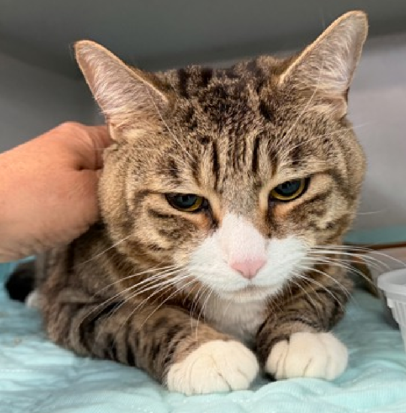 JLthekid9999's tweet photo. 🆘🆘 THOR (ID 253817), 7 YO, MALE –  IN MANHATTAN ACC - came into the shelter as an owner surrender on 5/6/2026, with the surrender reason stated as animal health - other.    🆘🆘 😿 😿 😿 😿

➡️TBD 7/21/26

➡️ SENIOR ALERT

➡️ TOO LOW ON PLEDGES TO STIMULATE RESCUE INTEREST

➡️🆘🆘 4TH  Chance on Emergency Placement List – BEYOND URGENT -  NO ROOM IN SHELTER – WILL NOT BE GIVEN MUCH MORE TIME – VERY HIGH EU/SILENT KILL RISK – 🆘🆘 😱🔥🔥😱

➡️ 74 DAYS IN SHELTER – TOO LONG – TIME IS RUNNING OUT

➡️ THOR IS ON THE EPL FOR BEHAVIORAL REASONS - While social with certain handlers, he continues to display challenging behavior during interactions. He is extremely intelligent and high energy, and needs to expend energy constructively with interactive play sessions 3-4X/day. In addition to playtime, this cat would also benefit from mental exercise from activities such as puzzle toys/games, lick mats, or clicker training. Without providing activity for his mind and body, the cat may react with rough play, potentially resulting in bite/scratch incidents. This designation often means that the cat will be given very little time for rescue/foster/adoption.🔥🔥🔥🔥

What my friends at ACC say about me: I can be slow to adjust to new environments. I prefer to take things at my own pace. Thor was at the front of the kennel, chatty and curious, and immediately ate treats. When the kennel door was opened, he remained at the front and appreciated all petting on his head, cheeks, and along his back. He was very calm when picked up and held and remained so when set back down, and then ate squeeze up treats. He's a good boy who might have a slight tendency to overstimulate. Thor tolerates attention and petting but may overstimulate and has a history of biting and swatting during interactions in the shelter. We recommend that he go to a home with some cat experience preferred and be well counseled in overstimulation, petting induced aggression, nervous cat behavior and or a tendency to become ramped up. A volunteer writes: Thor deserves well his name. He is a handsome, elegant and smartly dressed gent, may be a little timid but very sweet and appreciative of petting and sweet words. Thor came to us without any other information than having some urinary troubles for possibly a few months. He seems to have been well cared for by his former family who could not afford his veterinary care. Thor is now much better and on a special diet to prevent the formation of stones in his urine. He is a sweet and good looking middle aged gentleman, a bit shy but who after some "pep talks" leans into pets, purrs and even starts playing with feather wands. He is well mannered and performed very well on his behavior evaluation. Thor would love to be a beloved pet once again and may be it could be with you! UPDATE: Thor has been with us for over a month now. His patience, his exemplary behavior and sweetness have no boundaries. A cat like him so deserves a loving home. Spending time with him feels good. He is always available, kind and well mannered. Yes, there is soo much competition:the kittens, the younger cats and those who are not on a special diet. Thor has lots against him but he is a very sweet cat who will give a lot of love, comfort and loyalty to his new family. Will you consider Thor for your new forever best friend? ❤️ 😻❤️ 😻❤️ 😻

NEEDS OUT OF SHELTER ASAP –

Please RT or pledge, if you can, to save this little one.

@AdamsPaulGrimke
@mehser12

💔😿🙏Thank you