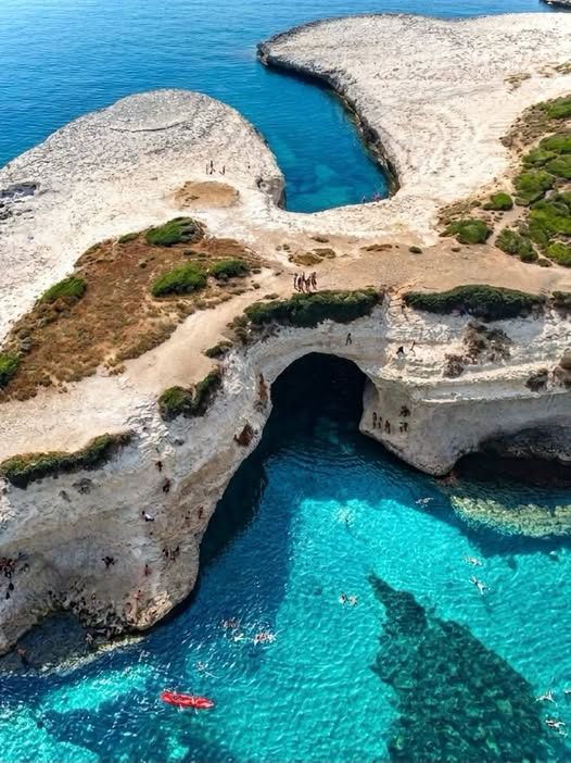 pierpi13's tweet photo. Se esiste un luogo in cui la natura della Sardegna ha deciso di improvvisarsi scultrice, quel luogo è senza dubbio S’Archittu. Situata lungo la costa centro-occidentale dell'isola, nella regione del Montiferru (in provincia di Oristano), questa località balneare prende il nome da un vero e proprio monumento naturale: un maestoso arco di roccia calcarea che domina un mare dalle sfumature turchesi e smeraldo.📷
L'arco, che dà il nome al borgo, è il risultato di millenni di paziente erosione da parte del vento e delle onde. Anticamente, questa struttura non era altro che la volta di una grande grotta marina; il crollo delle pareti interne ha lasciato in eredità questo spettacolare ponte naturale, alto circa 15 metri.
La roccia calcarea, di un bianco candido e lunare, crea un contrasto cromatico straordinario con i fondali limpidi, offrendo uno scenario che sembra uscito da una cartolina polinesiana, ma con il carattere selvaggio tipico della Sardegna. Come si nota chiaramente dalle prospettive più spettacolari, S’Archittu è una meta amatissima dai giovani e dagli amanti del brivido. La sommità dell'arco e le pareti rocciose circostanti diventano, durante i mesi estivi, un trampolino naturale da cui tuffarsi nelle acque profonde e trasparenti. Nel 1995, questo luogo ha persino ospitato il Campionato mondiale di tuffi dalle grandi altezze.
Per chi preferisce il relax, la caletta riparata offre acque calme, perfette per lo snorkeling, il kayak o semplicemente per rigenerarsi sotto il sole. Se di giorno S’Archittu stupisce per la vivacità dei suoi colori, è all'ora del tramonto che si compie la vera magia. Il sole scende proprio dietro l'orizzonte, infilandosi geometricamente sotto l'arcata di roccia e tingendo l'intero paesaggio di sfumature calde che vanno dall'arancione al viola. Con l'arrivo della sera, l'arco viene illuminato artificialmente, trasformandosi in uno scenario romantico e quasi mistico, ideale per una passeggiata sul lungomare.