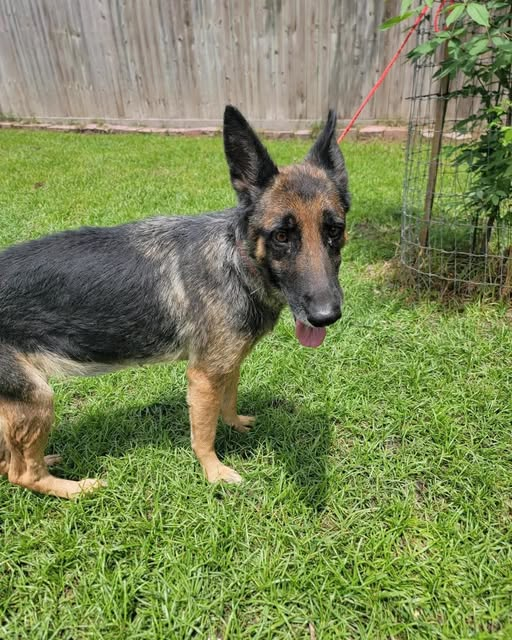 Trina & Friends K-9 Rescue tweet media