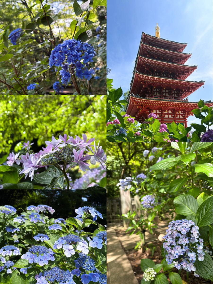 tona26x's tweet photo. 花見 https://t.co/Lp3wkkQ8TS