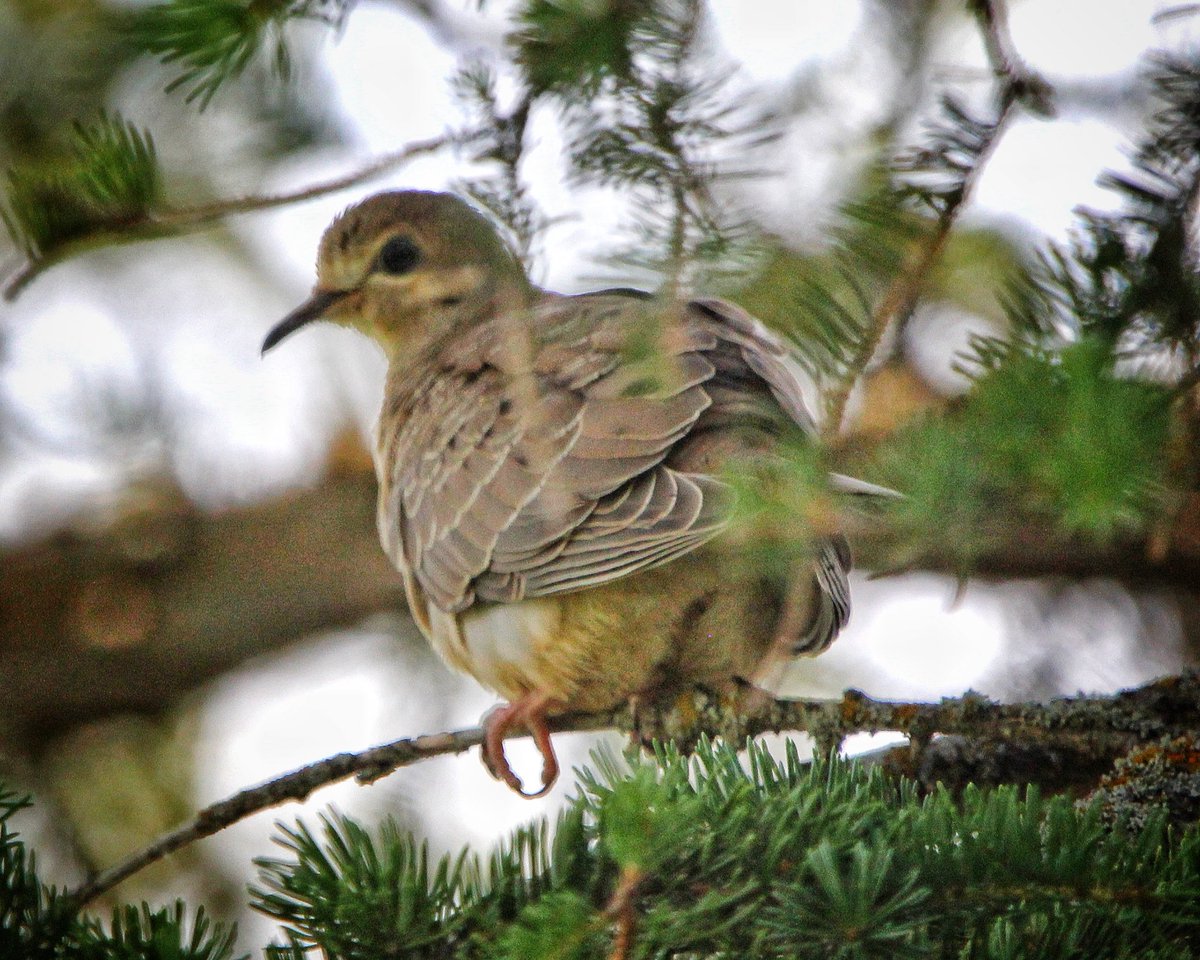 KevinHurrie's tweet photo. Mourning Dove
Meleb, MB
07.18.26
.
#wildlife #wildlifephotography #bird #birdwatching #birdphotography https://t.co/pIi83xjMdO