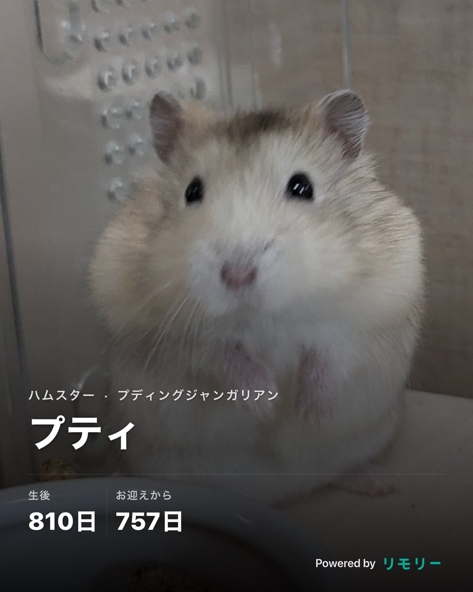 limory_app's tweet photo. iOSアプリ版では、登録している子の画像を情報つきで保存できます📷
共有ボタンから選択可能です！ https://t.co/4TxSAnkJF6