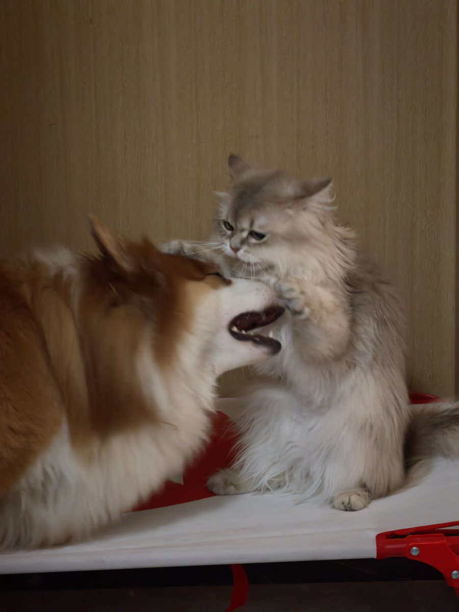B1acKo_O's tweet photo. 世界大战 https://t.co/qNQ6BISzVB