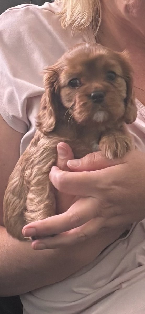 Phoebe 🐶🐾 🐶 tweet media
