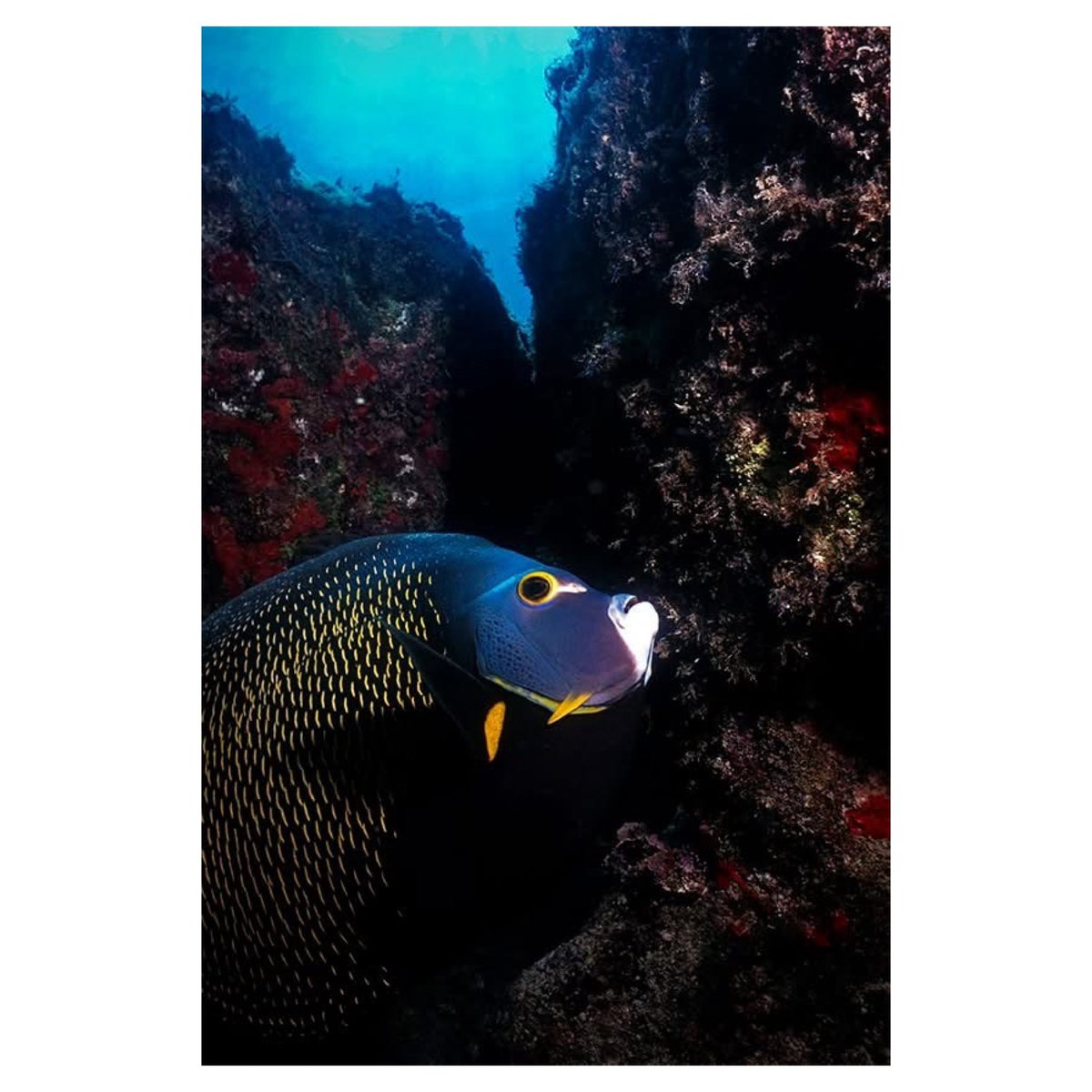 edu_walkabout's tweet photo. 📍Abrolhos 🇧🇷
#abrolhos #bahia #coresvivas #uwphotography #walkabout https://t.co/o4uB4S4ZNn