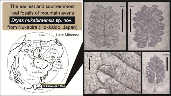 Paleont_Res's tweet photo. PR PUB. INF.
The earliest and the southernmost leaf fossils of Dryas from the Upper Miocene Tokachihoroka Formation, eastern central Hokkaido, Japan
Atsufumi Narita, Yasuyuki Oppata
https://t.co/e1qJYRYmo2 https://t.co/07nifWhv5C