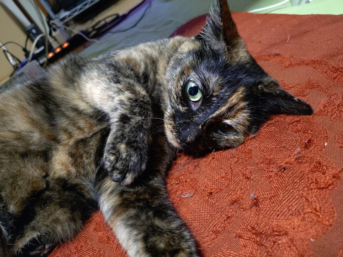 Zeromity's tweet photo. かわいい https://t.co/tSHZbMcM4H