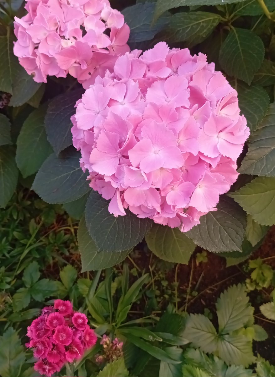 IngaTrin's tweet photo. Надеюсь, что вы любите гортензии и мальвы, и маленьких шмелей, которые приходят покушать в цветы!
#FlowersInYard
#Bebee
#SummerTimeFlowers https://t.co/VsuEdycljS