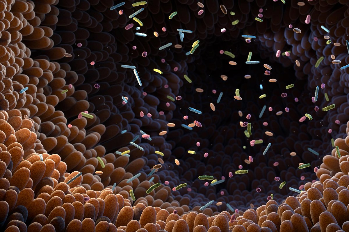 HITpol's tweet photo. 39 Sweeteners Put to the Test Produced Surprising Gut Changes https://t.co/lReKxewsXn https://t.co/P7HkrUZHKY