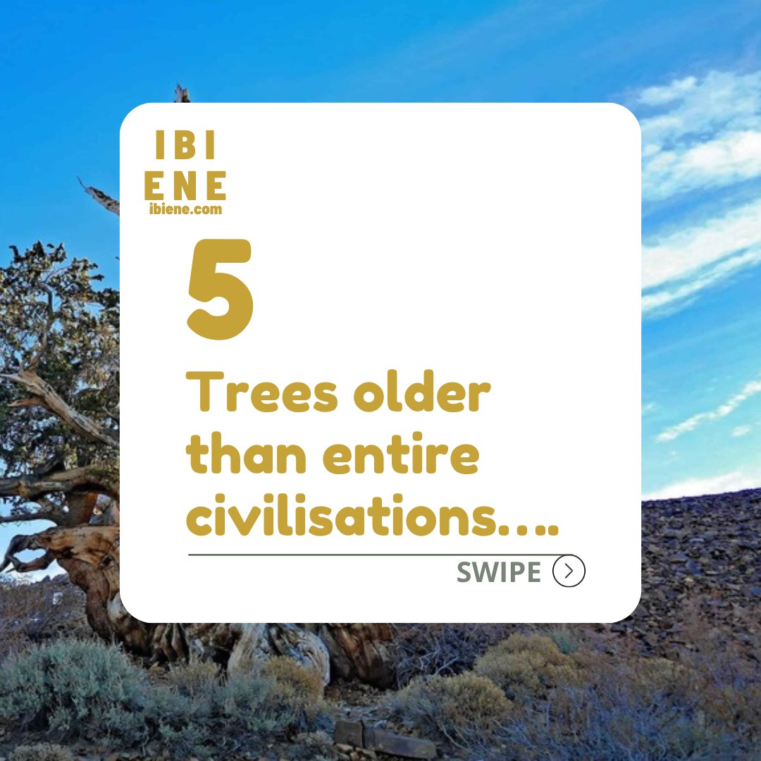 ibienemagazine's tweet photo. SCROLL to discover extraordinary trees that have outlived entire civilisations.
Tap on the link in bio or visit https://t.co/pjodAtgNge for more.
#ibienemagazine #Lifestyle #AncientTrees https://t.co/IEMpQlSdp3