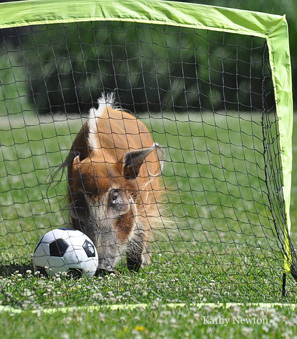 CincinnatiZoo's tweet photo. Cincinnati Zoo soccer stars are ready for the @FIFAWorldCup Final! ⚽🏆 #FIFAWorldCup https://t.co/nGvoijgB0M