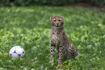 CincinnatiZoo's tweet photo. Cincinnati Zoo soccer stars are ready for the @FIFAWorldCup Final! ⚽🏆 #FIFAWorldCup https://t.co/nGvoijgB0M