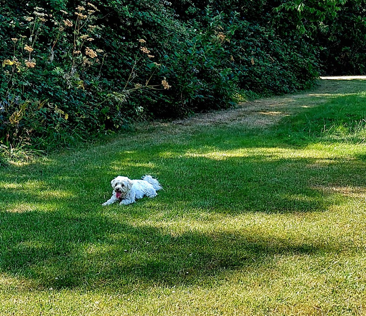 ZoeMillerAuthor's tweet photo. Out with family and the doggie on this lovely Sunday and home in good time before #LimvGal and #worldcup #ARGvESP ๐ #200daysofwalking #round6crew https://t.co/bliCMEbZov