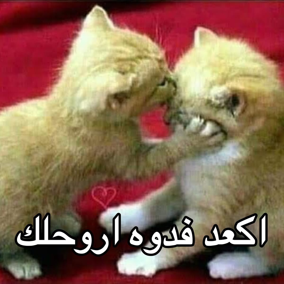 نودي tweet media