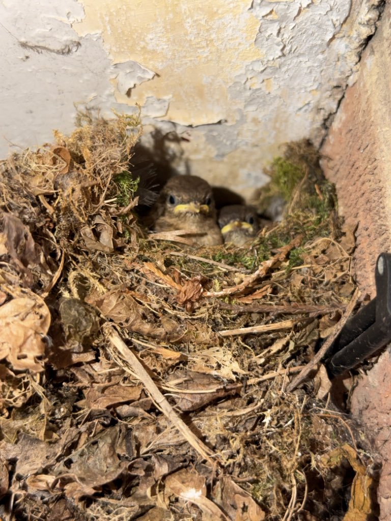 WildLifePaul tweet picture
