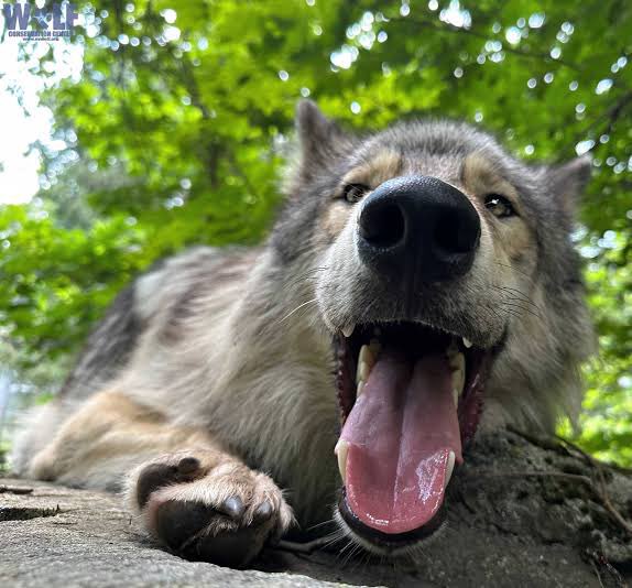wolfncrisis's tweet photo. this is who runs this account https://t.co/yLjhkb9AdP