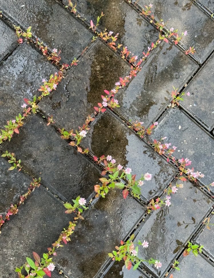 lavieestbelIe's tweet photo. Nature's way of showing how it's possible to grow in any condition https://t.co/hRieJ9U2Q3