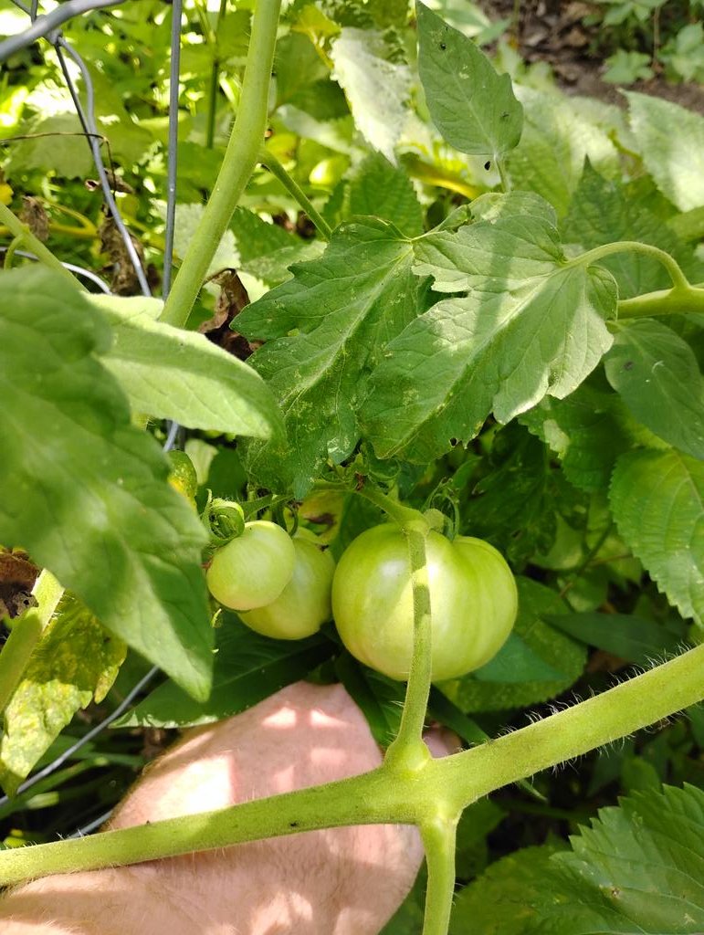 Grantoffgrid54's tweet photo. I've got some good sized tomatoes coming on so far this has been my best year for tomatoes, all though I cheated and bought store bought plants because they were 4 for a dollar fifty, I counted 25+ tomatoes coming on. Most are better boy tomatoes. Got these pictures while watering