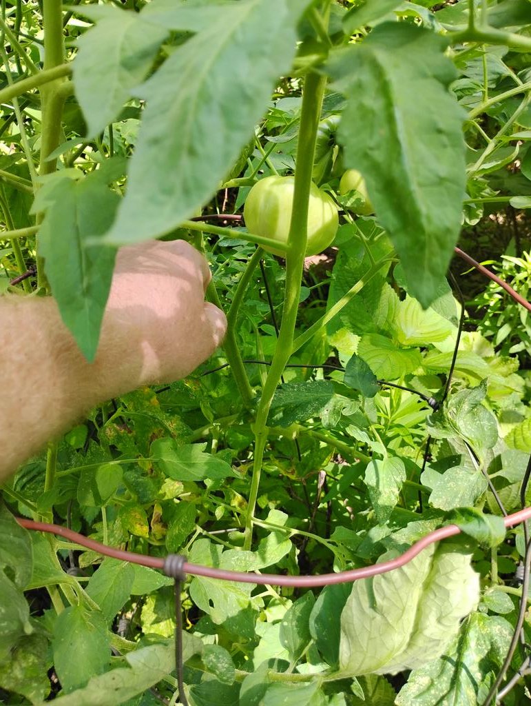 Grantoffgrid54's tweet photo. I've got some good sized tomatoes coming on so far this has been my best year for tomatoes, all though I cheated and bought store bought plants because they were 4 for a dollar fifty, I counted 25+ tomatoes coming on. Most are better boy tomatoes. Got these pictures while watering