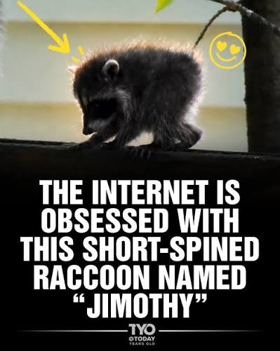 Jimothy The Raccoon tweet media