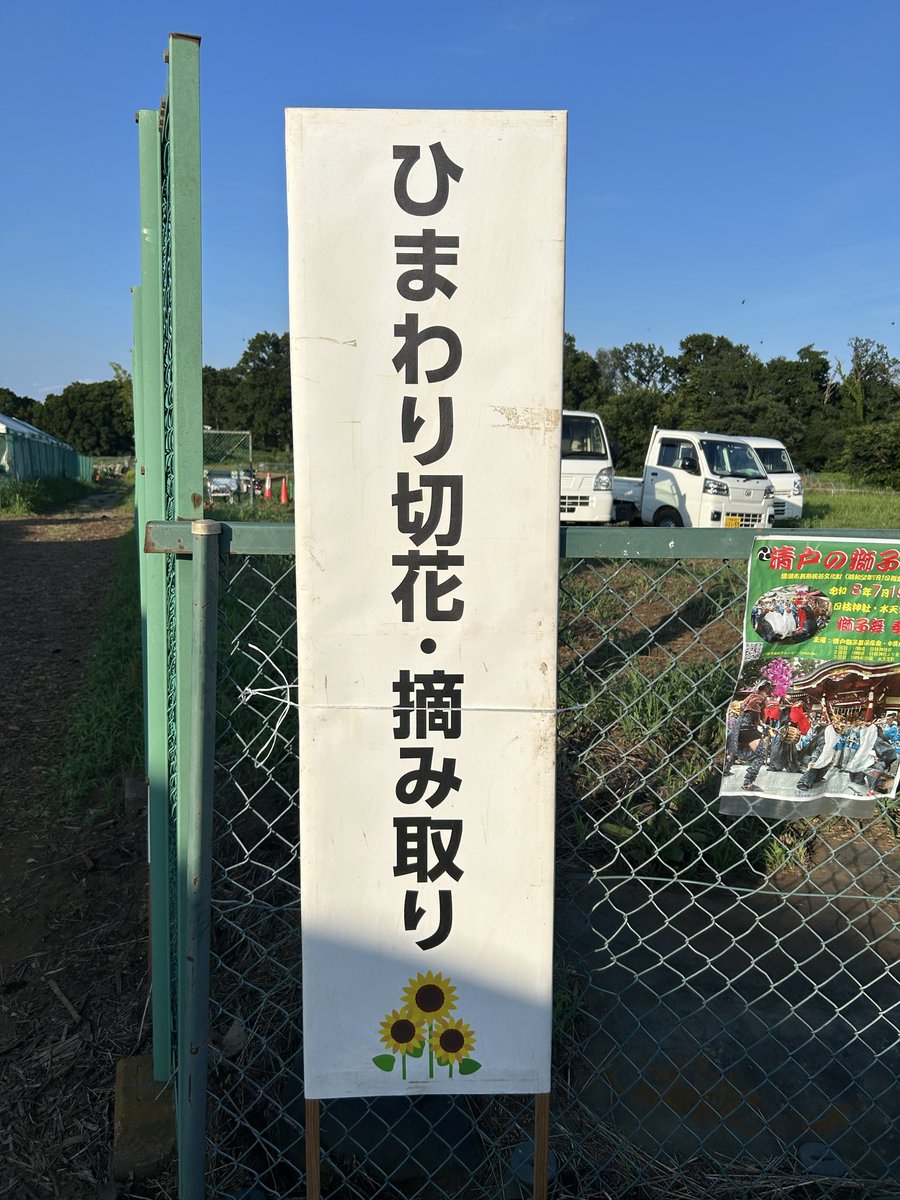 yatsudakouji's tweet photo. 清瀬ひまわりフェティバル2日目
切り花コーナーでのお手伝いへ🌻
つぼみ状態で、開花を楽しみにたくさん摘んで帰る方々が印象的です。
このコーナーに新たな一本道が誕生。素敵な風景とともに、ちょっとした探検心も芽生えてくるのがまたいいところ。ぜひお立ち寄りください
#清瀬ひまわりフェティバル https://t.co/SFY5npJLtG