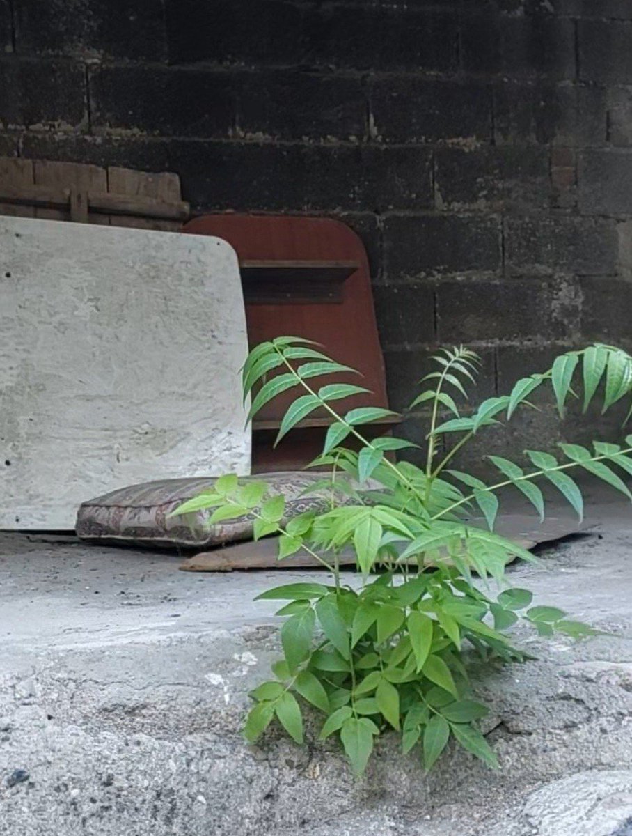 Cahidepolat's tweet photo. Seni burada yeşermeye kim ikna etti🌿 https://t.co/vO0UDuX44N
