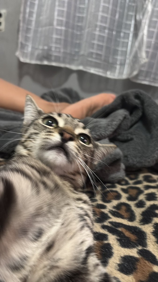 maecrianosmata's tweet photo. Teu gato tira selfie?? https://t.co/V2Rvgdi4FL
