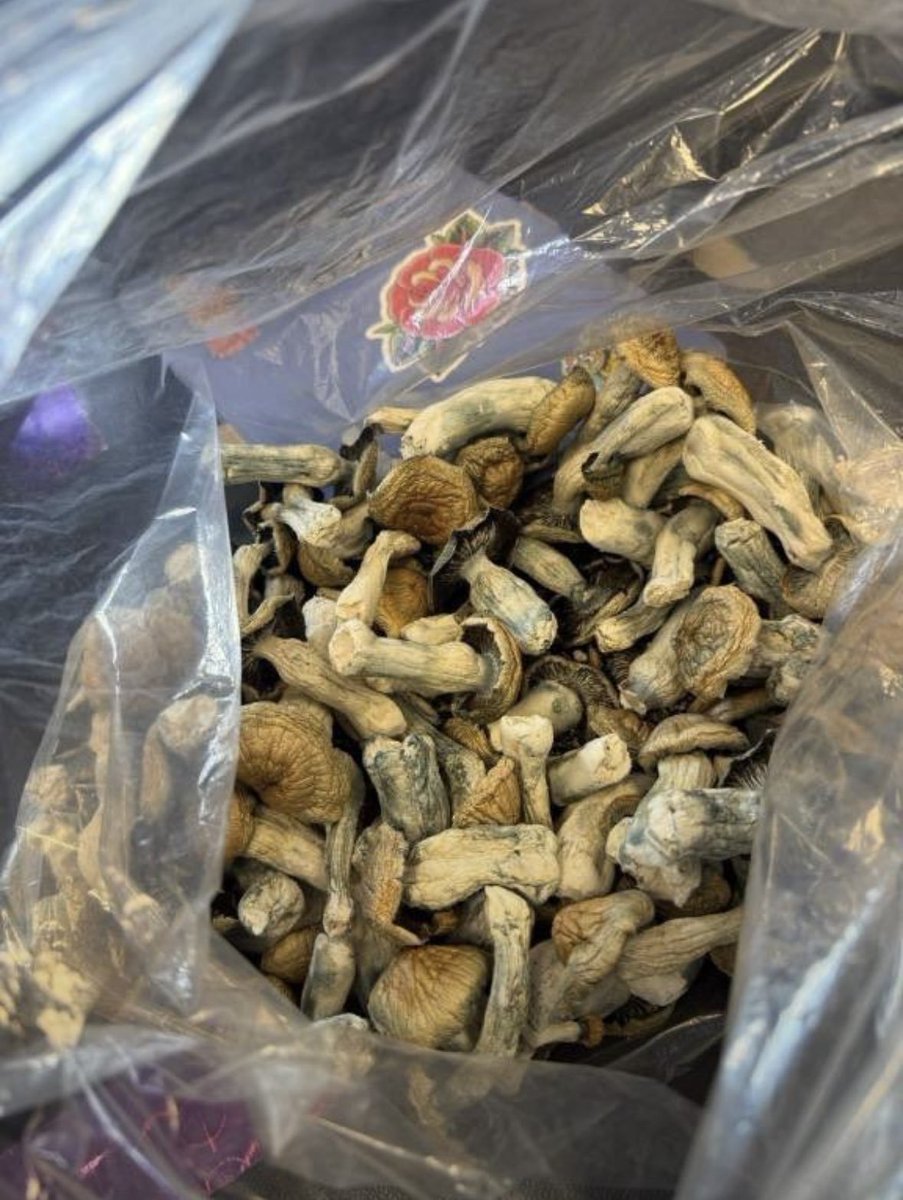 StorneRus's tweet photo. MOBILE ALL DAY HMU📲
#orlandoplug #orlandoweed #orlandotrees #orlandogas #orlando #kissimmeeweed #idriveweed #disneyweed #ucfweed #weedinorlando #orlandobud #weed #orlandostoner #ocoeeweed #kissimmeebud #weednearme #budorlando #davenportweed #disneyworldweed #vape #prerolls https://t.co/t2EVEKx9lW