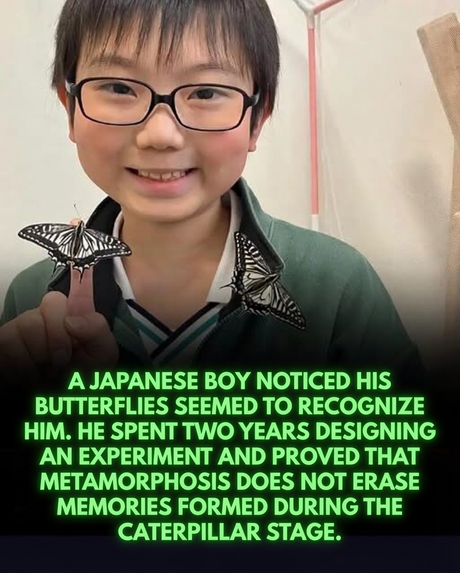 Rainmaker1973's tweet photo. A 10 year old child’s experiment demonstrated that memories can be inherited across generations.

The story started when Jo Nagai, a second grader from Kobe, Japan, observed that swallowtail butterflies he had raised by hand appeared to recognize him, whereas wild butterflies would flee. 

Motivated to uncover a scientific explanation, he contacted Georgetown University entomologist Dr. Martha Weiss, who had previously shown that moths retain memories despite the extensive cellular reorganization during metamorphosis.

Encouraged by her research, Jo suggested conducting a similar study with butterflies. This led to a remarkable international collaboration. Using a simple setup created at home, Jo conditioned caterpillars to link a gentle vibration with the smell of lavender.

Remarkably, after their brains were entirely reconstructed inside the chrysalis, 70 percent of the adult butterflies still avoided the lavender scent, demonstrating that their memories had endured the transformation.

The most surprising result emerged when Jo bred these conditioned insects. Neither the offspring nor the grandchildren had ever encountered the vibration, yet both generations displayed an instinctive aversion to the lavender scent.

At the age of ten, Jo compiled his groundbreaking observations into a 33 page paper and presented them alongside Dr. Weiss at the International Congress of Entomology in Kobe. This discovery of transgenerational memory challenges conventional views of genetics and inheritance while illustrating how a child’s curiosity can push the frontiers of scientific understanding.