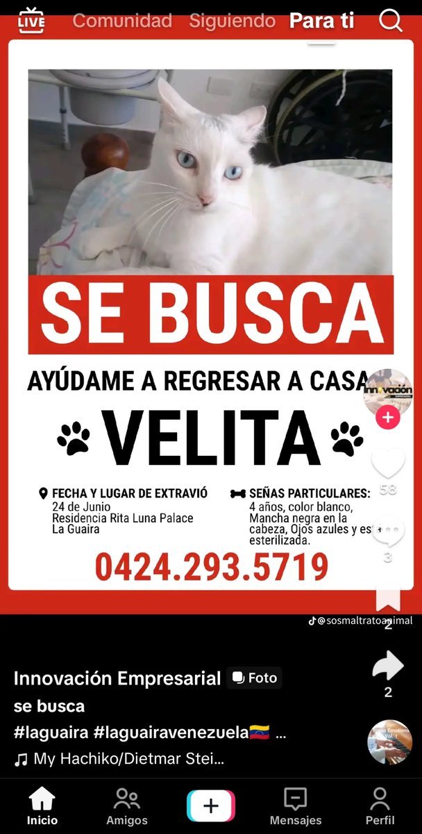 PerroUsuario's tweet photo. RP @Mary_Jar: Velita aún no aparece. 🆘🆘🆘

La Guaira 📍🐾🐾 https://t.co/GbWfuWU5xU