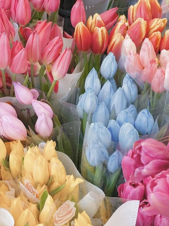 lavieestbelIe's tweet photo. Tulips are one of the prettiest flowers to ever exist https://t.co/xbj1AfNNKf