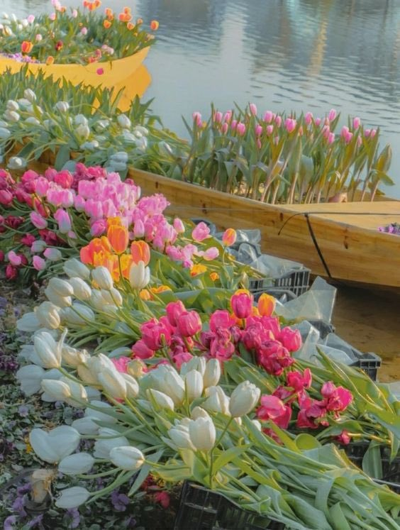 lavieestbelIe's tweet photo. Tulips are one of the prettiest flowers to ever exist https://t.co/xbj1AfNNKf