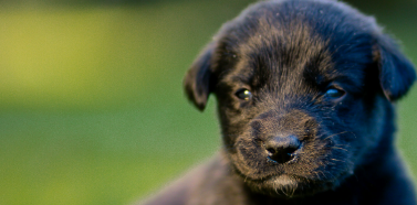 Adolf_Nigler7's tweet photo. @elonmusk Hi elon i got a new dog today and he literally said "I wanna be the spacex mascot" his name is Niggy https://t.co/Z35jep6phH