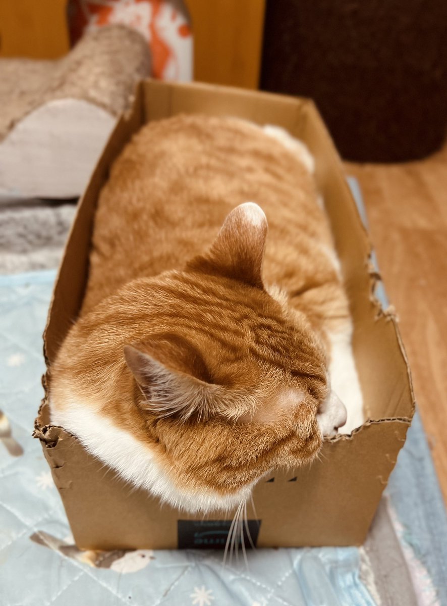 猫屋敷 (@harapeko234) / Posts / X