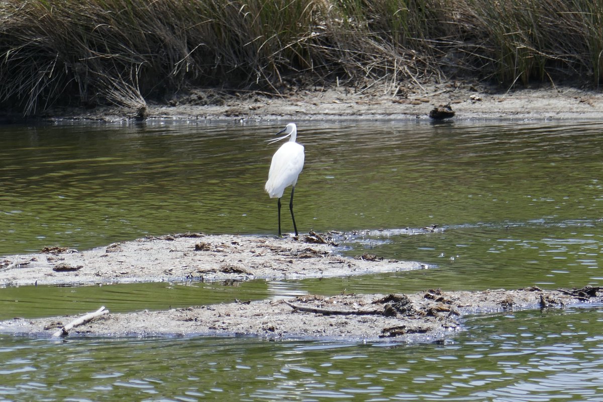 SamueleBulloni's tweet photo. #Sardinia #Sardegna #Nature #Natura #Heron #Airone https://t.co/6JDElOjcZJ