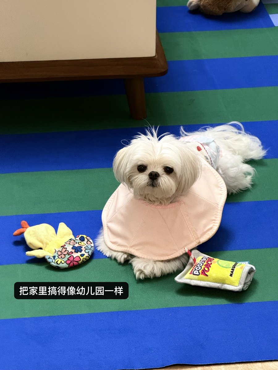 tastecheeeese's tweet photo. 每天睁眼就是养狗 https://t.co/dCmL9xSa9R