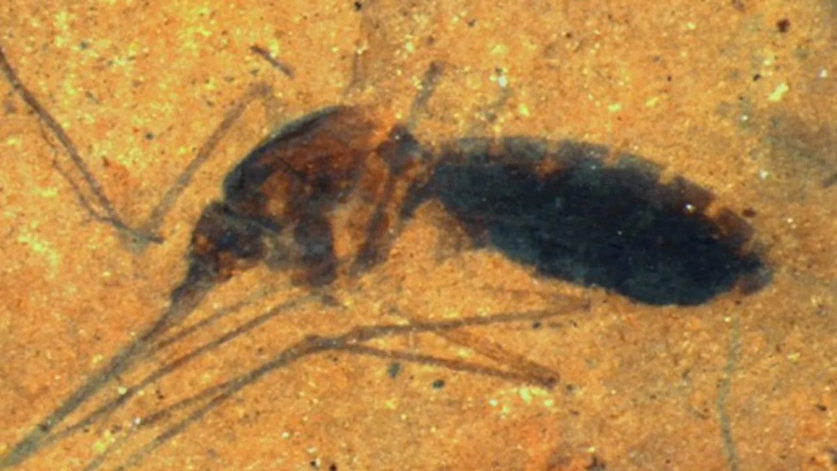 NightSkyToday's tweet photo. 🚨: Scientists discovered a 46-million-year-old female mosquito fossil preserved in sedimentary rock (oil shale) in Montana. 

Its abdomen was distended and filled with its final meal. https://t.co/Hf1y6CaG2L