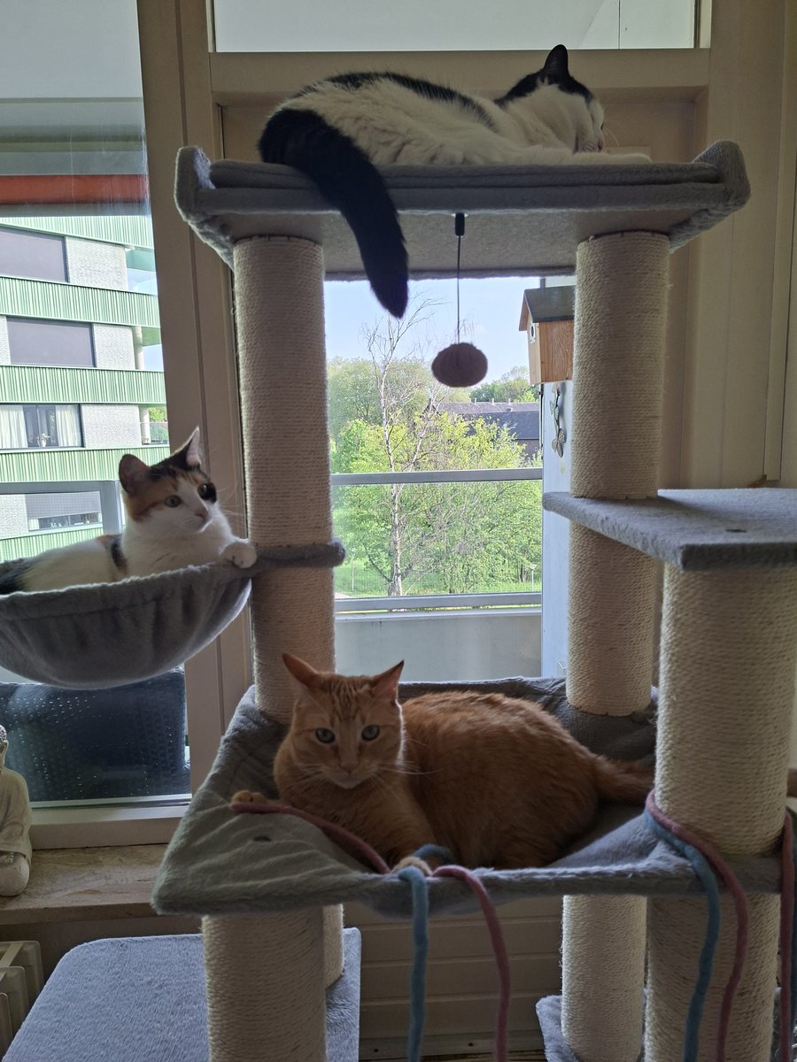 Patricia💞Puck🐈Zorro🐈⬛en Bella😺🐾 tweet media